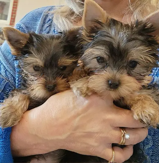 Adorable Yorkshire Terrier Puppies for Sale
