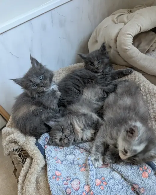 4 gatitos Maine Coon con pedigrí TICA