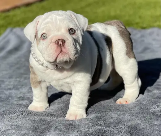 Hermoso Cachorro Bulldog Inglés en Venta