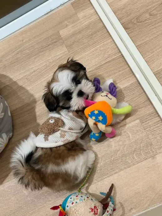 Perrito Adorable con Juguetes en Venta
