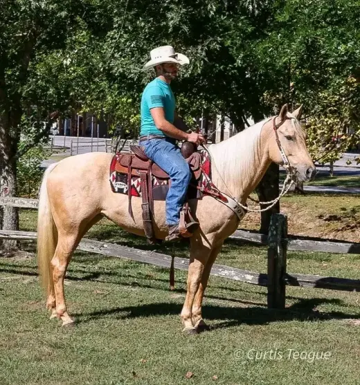 Horse for sale