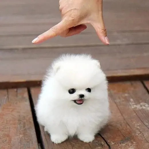 Adorable Cachorro Pomerania