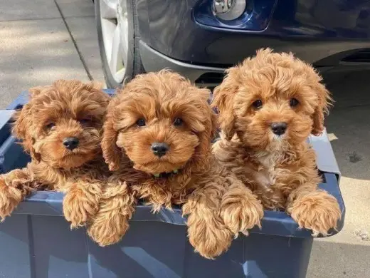 Meet Our Adorable Maltipoo puppies