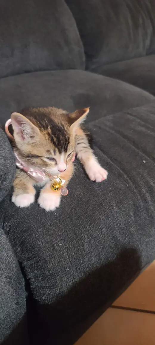 Gatita gratis