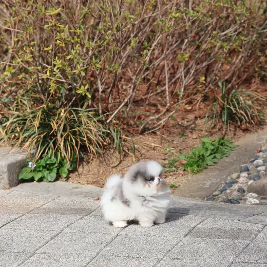 Adorable Pomeranian Puppy for Sale