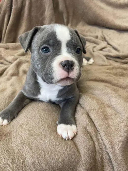 Adorable Cachorro Pitbull de Nariz Azul en Venta