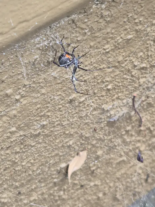 Fumigacion contra cucarachas . Mosquitos. Termitas. Ratas. Ratones. Arañas