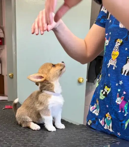 Corgi Puppies