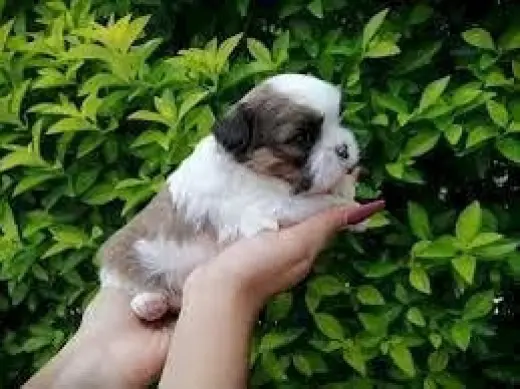 Adorable Cachorro Shih Tzu en Venta