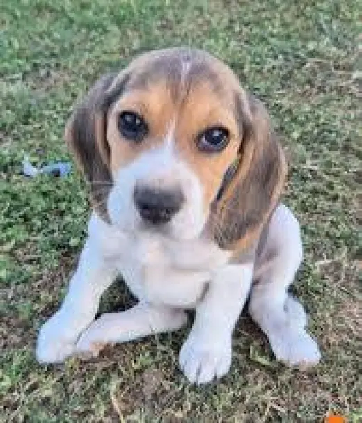 Adorable Cachorro Beagle en Venta