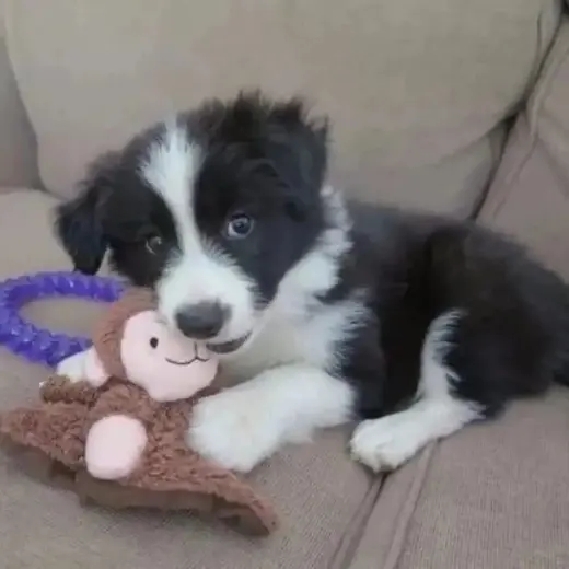 Adorable Cachorro Border Collie con Juguete