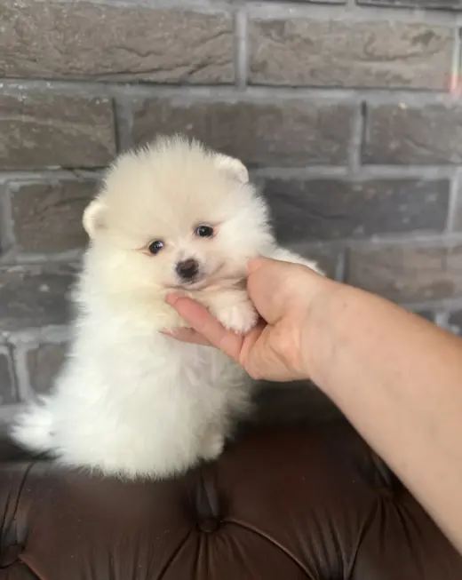 Adorable Cachorro Pomerania en Venta