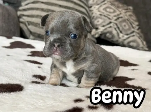 French bulldogs
