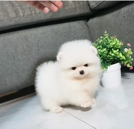 Pure breed puppies for sale