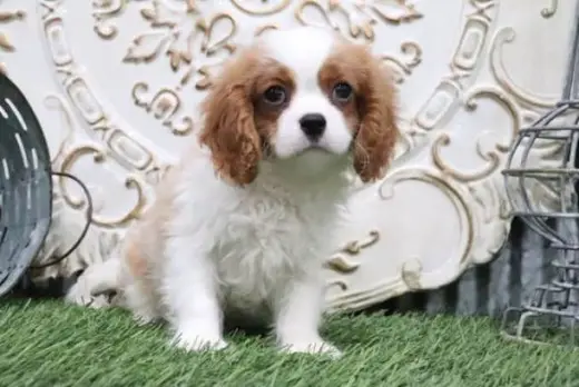 cavalier king charles spaniel puppies