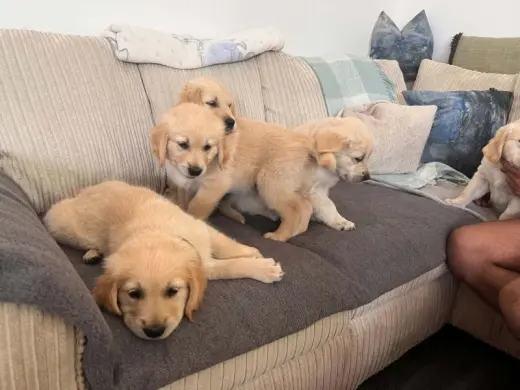 Adorables Cachorros de Golden Retriever en Venta