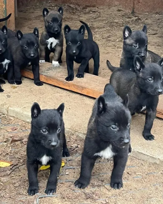 Belgian puppies for sale
