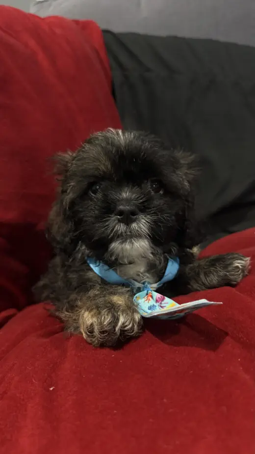 Perro’s Shih Tzu