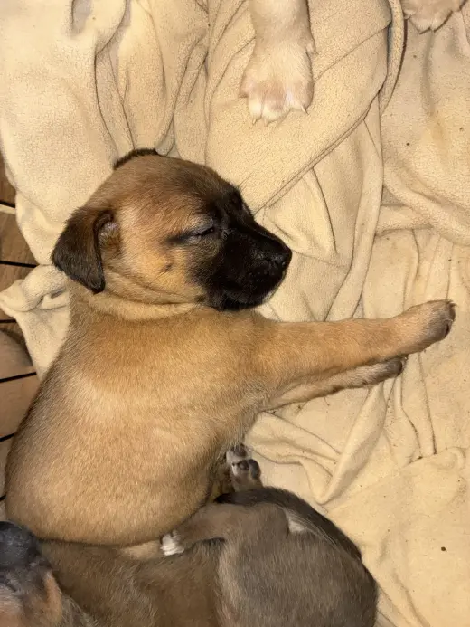 Adorables Cachorros en Adopción