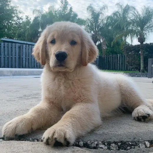 Intelligent and easy to train