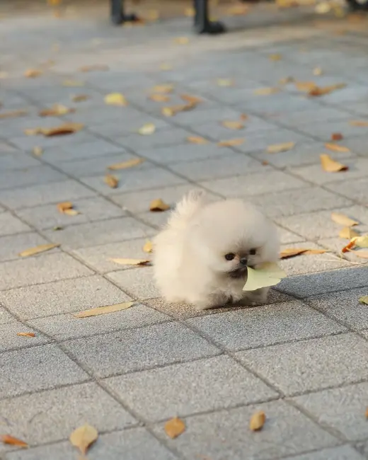 Adorable Cachorro Pomerania en Venta