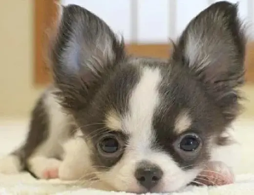 Hermoso Cachorro Chihuahua. Chihuahua recien nacido pelo largo en adopcion