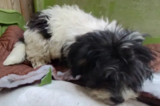 Mini Poodle y Terrier