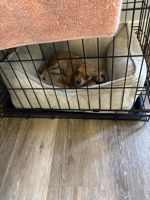 Perrito pequeño chihuahua con pomerian