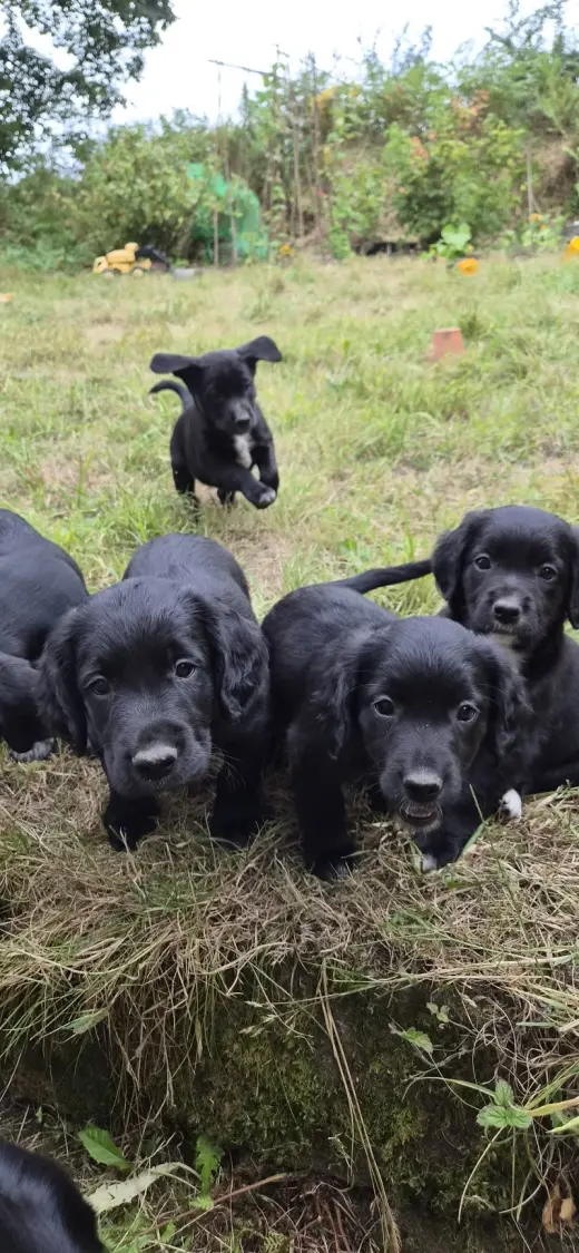 Adorable Black Labrador Puppies for Sale