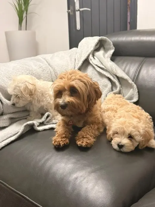 Super maltipoo Puppies for Sale