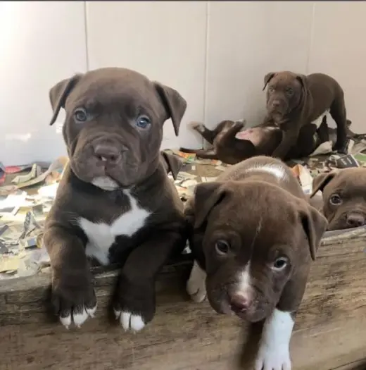 Adorables Cachorros Pitbull Marrones en Venta