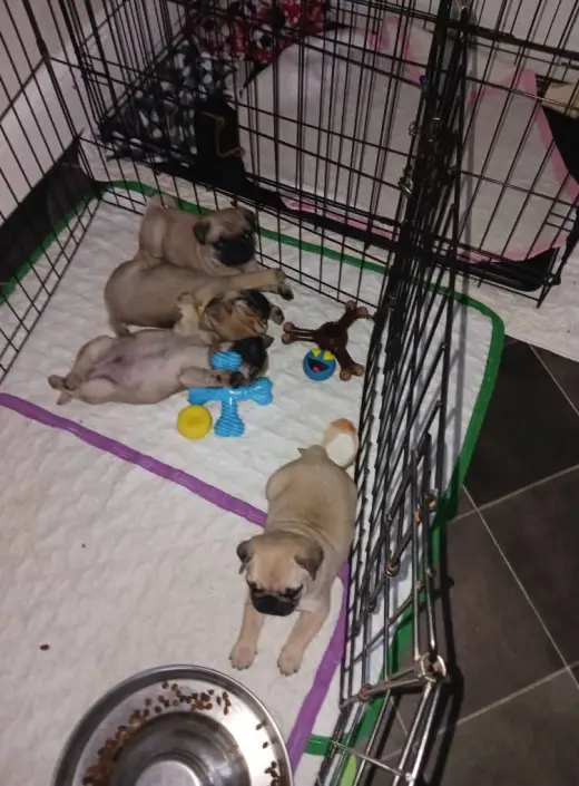Adorable Pug Puppies for Sale
