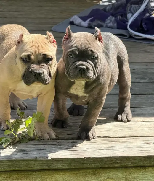 Adorable Cachorros Pitbull