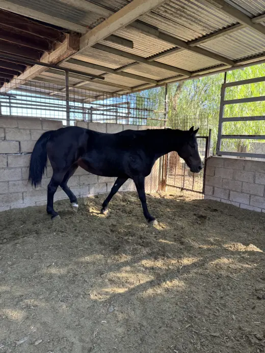 Hermoso Caballo Negro en Venta