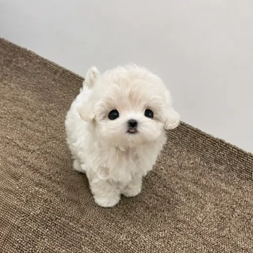 Adorable Cachorro Maltés en Venta