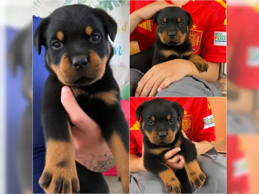 Our little Rottweiler puppies are now looking for their forever homes