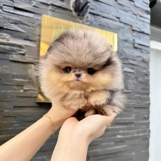 Adorable Cachorro Pomerania en Venta