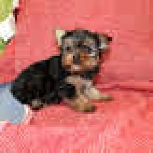 Tenemos 2 cachorros disponible