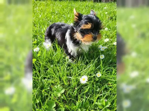 Pure Yorkshire Terrier Pups for Yorkshire lover