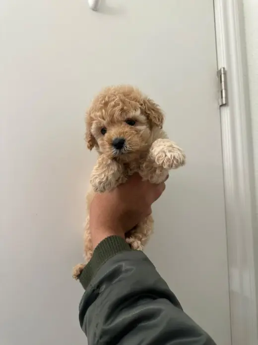 Maltipoo Poodle
