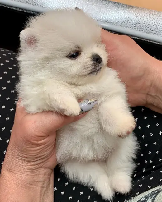 Adorable Cachorro Pomerania en Venta
