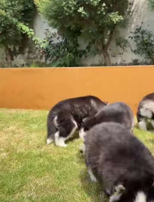 Husky puppies
