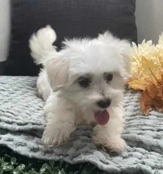 Adorable Maltese Puppy for Sale – Loving Home Wanted