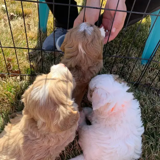 Goldendoodle F1B