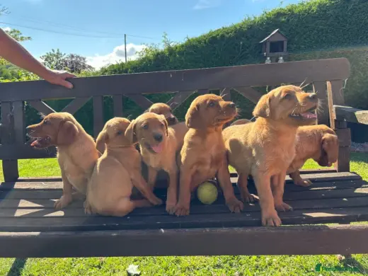 Introducing our adorable 9-week-old Labrador Retriever puppies.