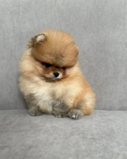 Adorable Cachorro Pomerania en Venta