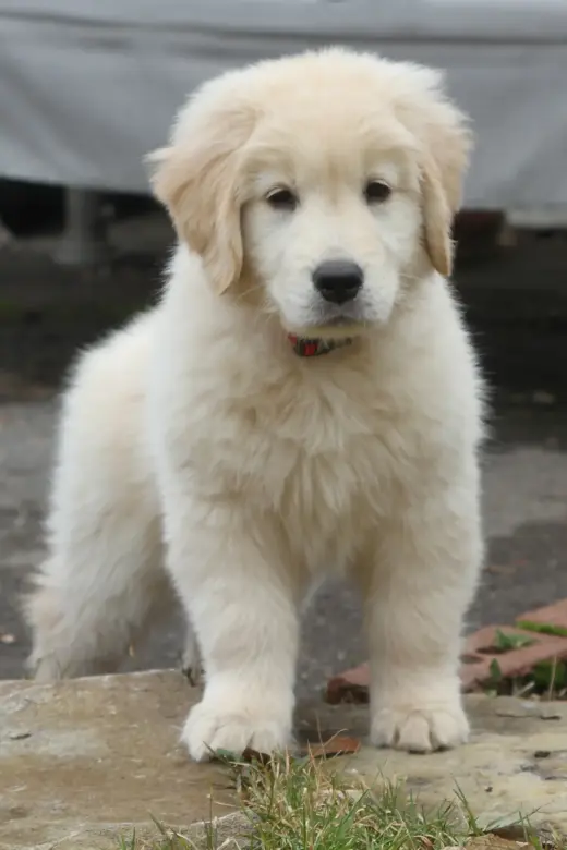 Hermosos cachorros de Golden Retriever