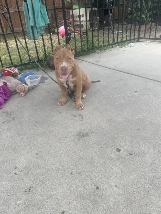 Pitbull Amistoso