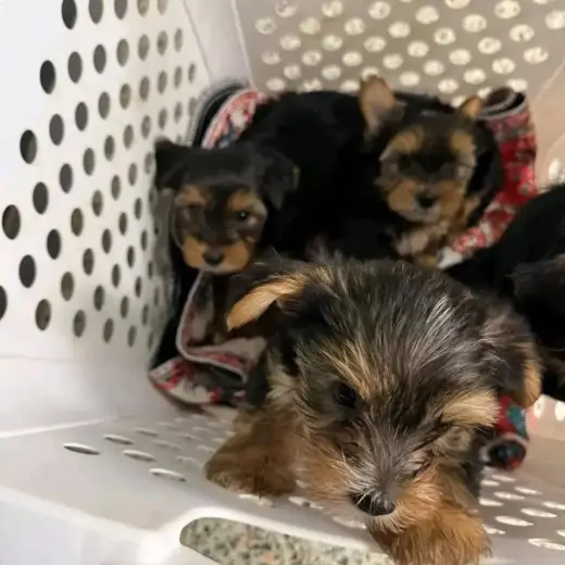Mini Yorkshire Terrier and Bichon Maltese Males and Females