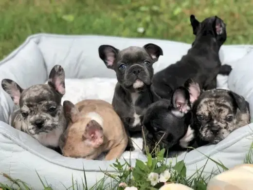 Venta de cachorros bulldog francés recién nacido negro macho y hembra vacunados